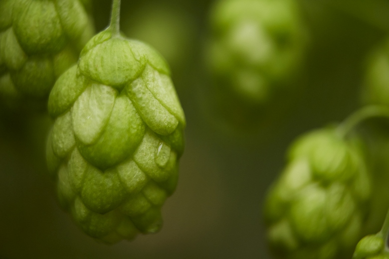 Virtual reality hop garden