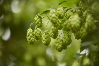 Kent hops