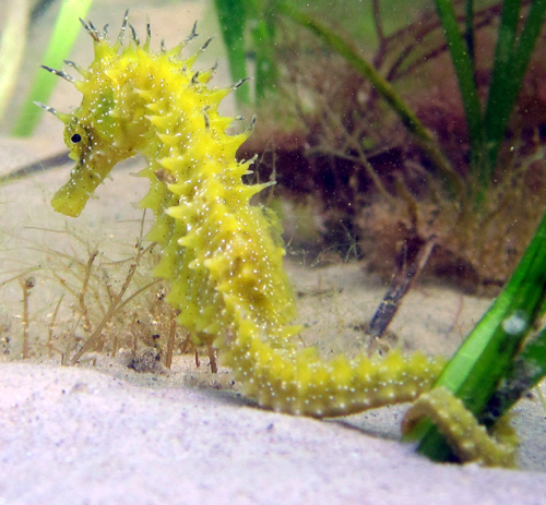 Seahorse Trust