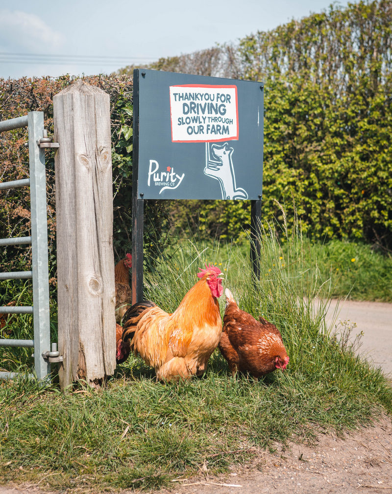 Purity chickens