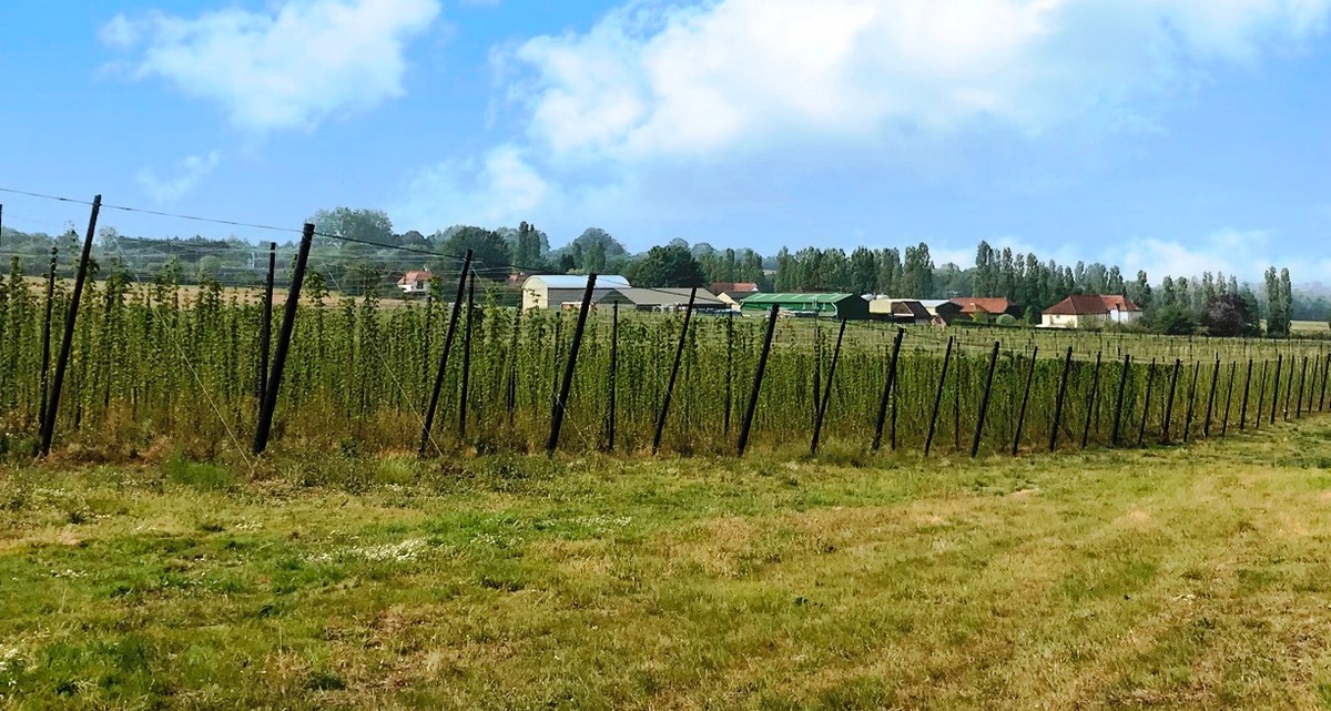 Hogs Back hop garden