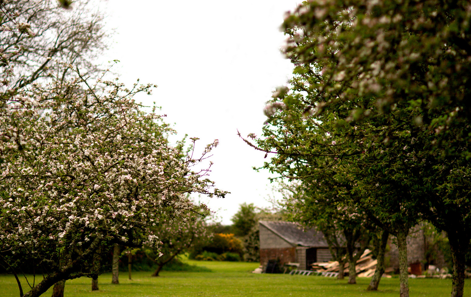 Fowey Valley orchard