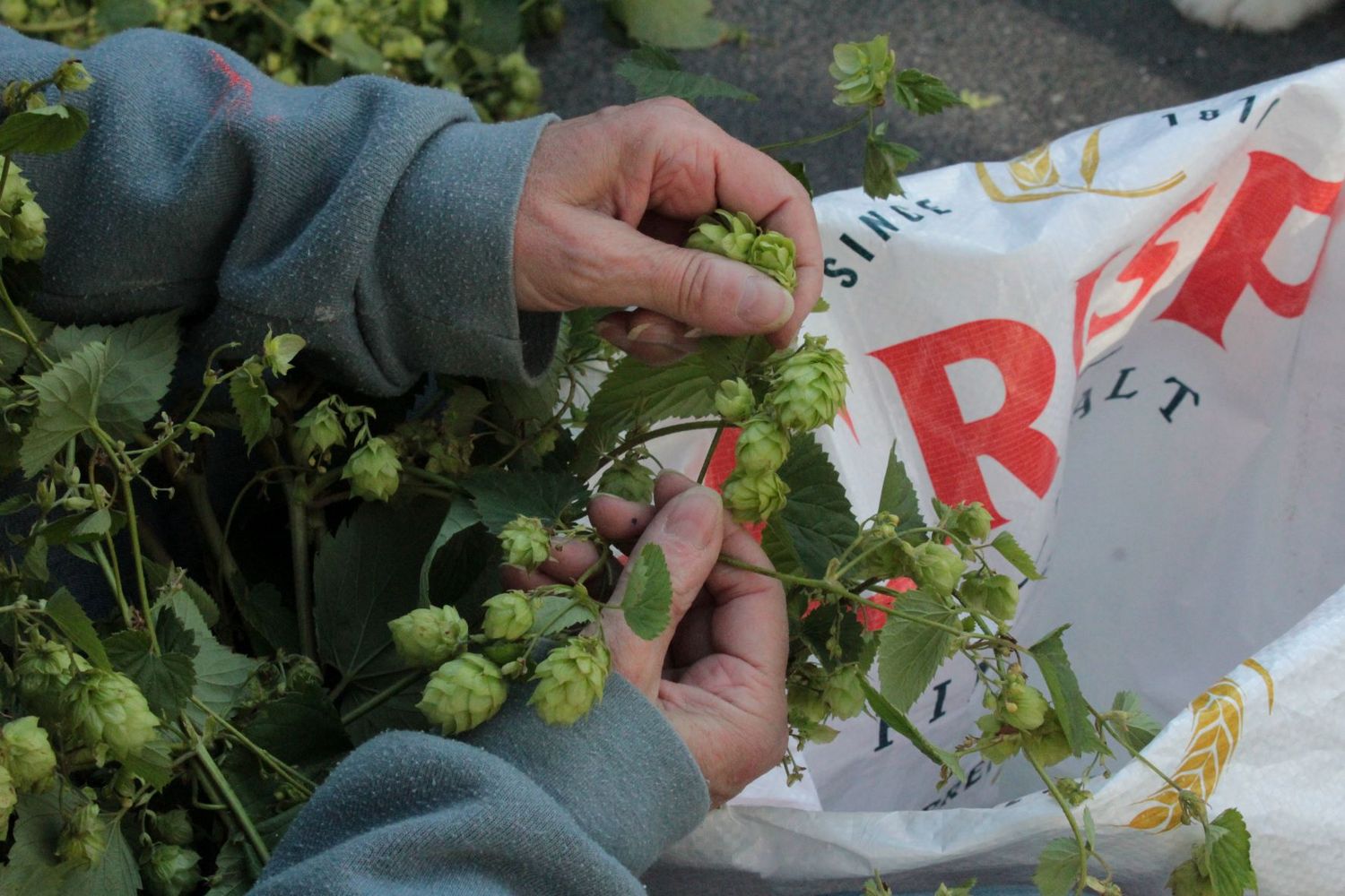 Leeds hop picking