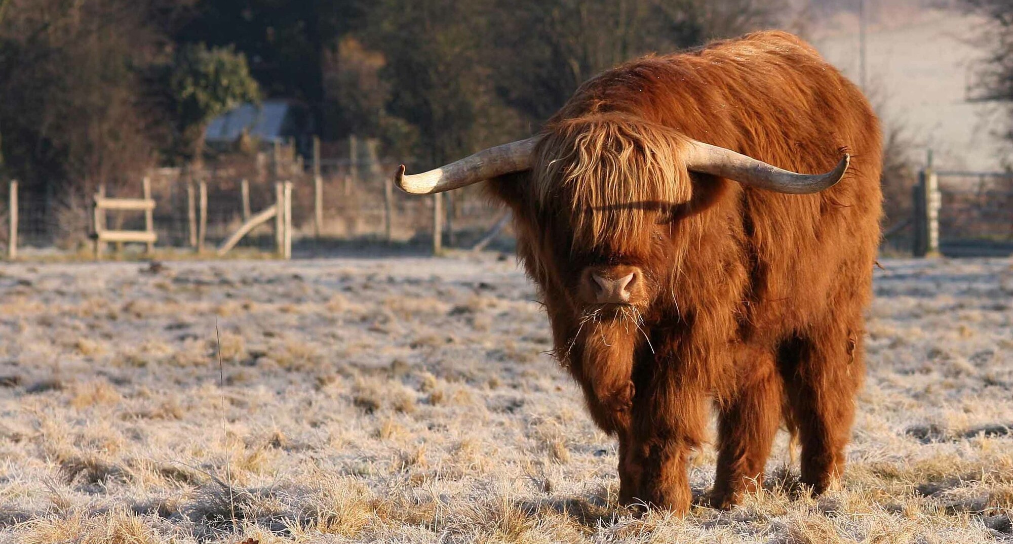 Kent Wildlife Trust Bison