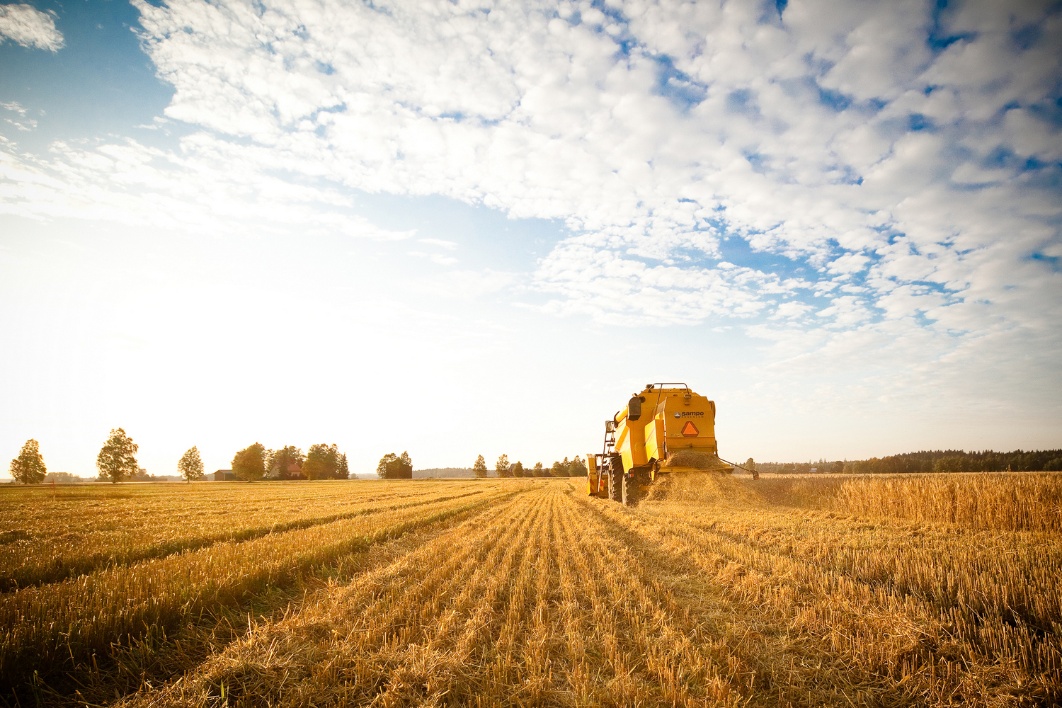 barley field