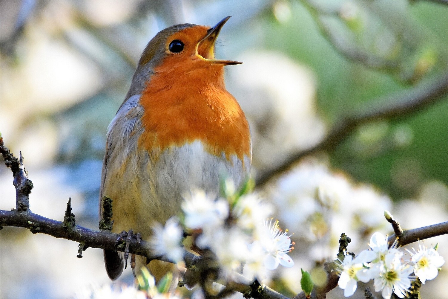 Paul Stone Robin
