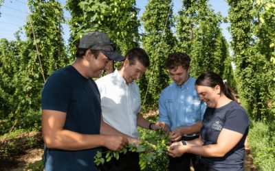 Faversham Hop Festival returns, celebrating green hops