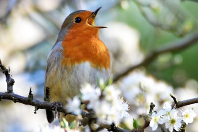 Shepherd Neame Robin