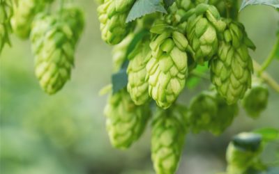 Deal means greater availability of small-pack hops