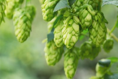 hops Canva