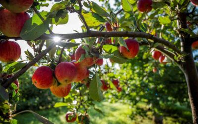 Celebrating a perfect year for cider apples