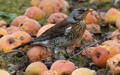 Fieldfare shot wins Shepherd Neame photo contest