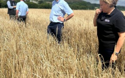 Cornwall partnership yields 20,000 tonnes of barley for brewing