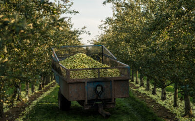 Vintages can help to make up harvest shortfall, says cidermaker