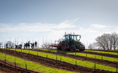 Thatchers plants new 51-acre orchard