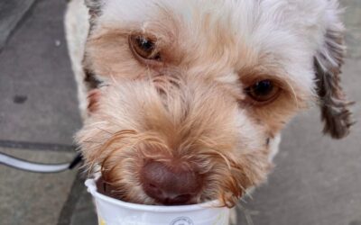 Scoop! Joseph Holt pubs offer dog-friendly ice cream