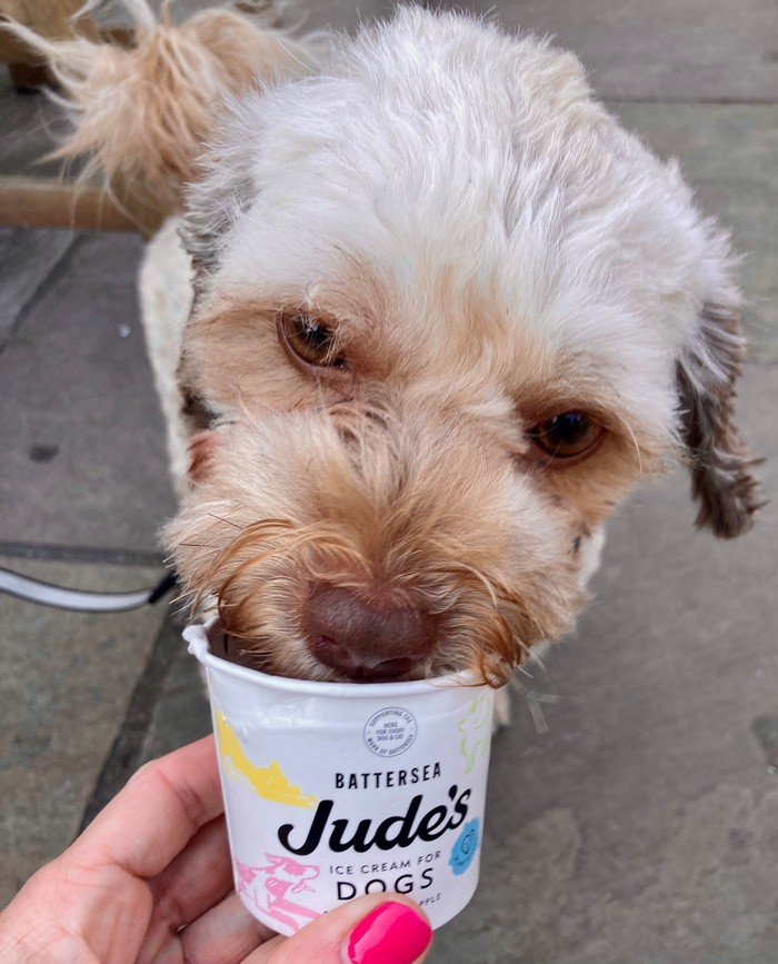Eddie dog ice cream
