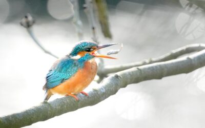 Kingfisher shot wins Shepherd Neame photo contest