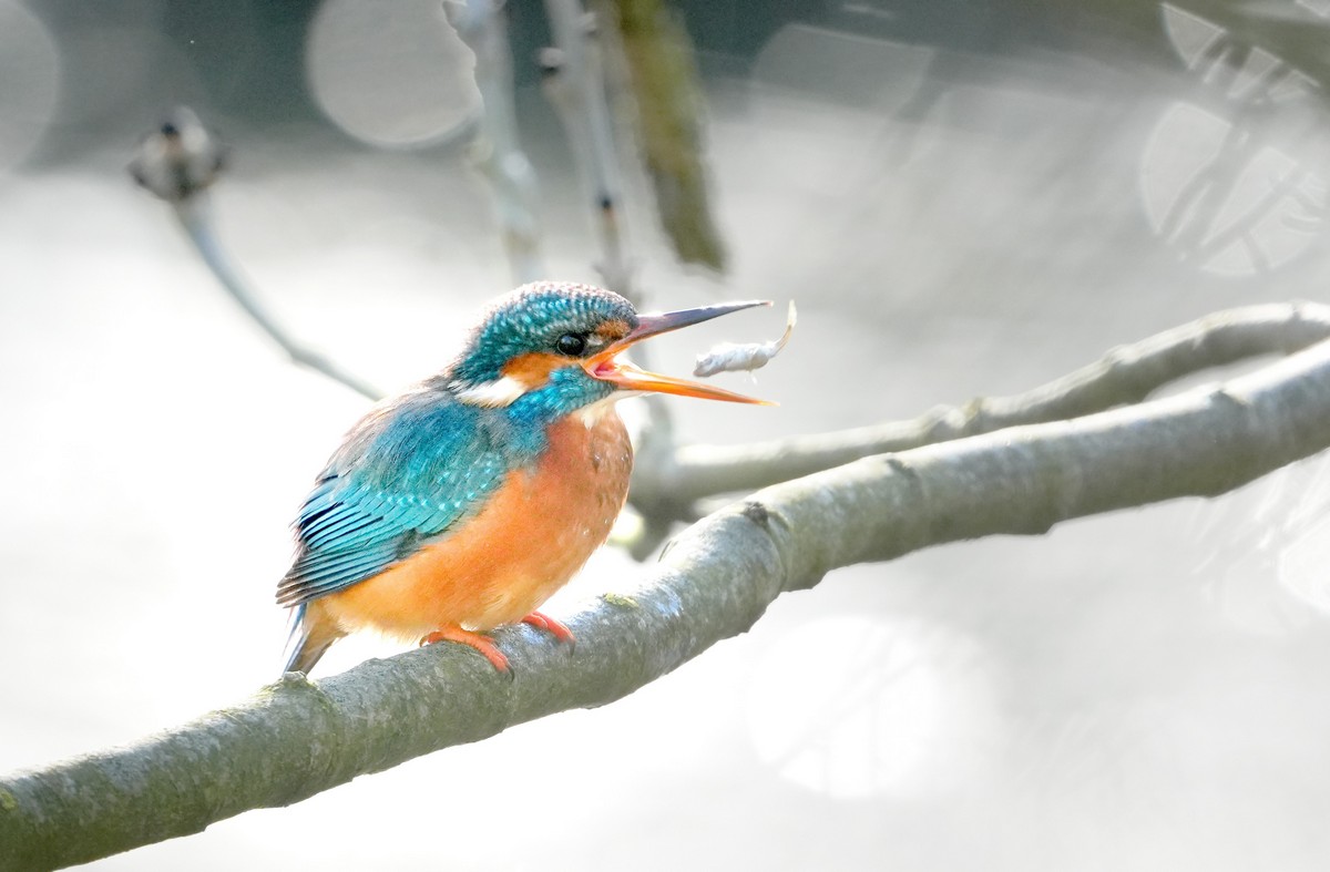 Shepherd Neame kingfisher