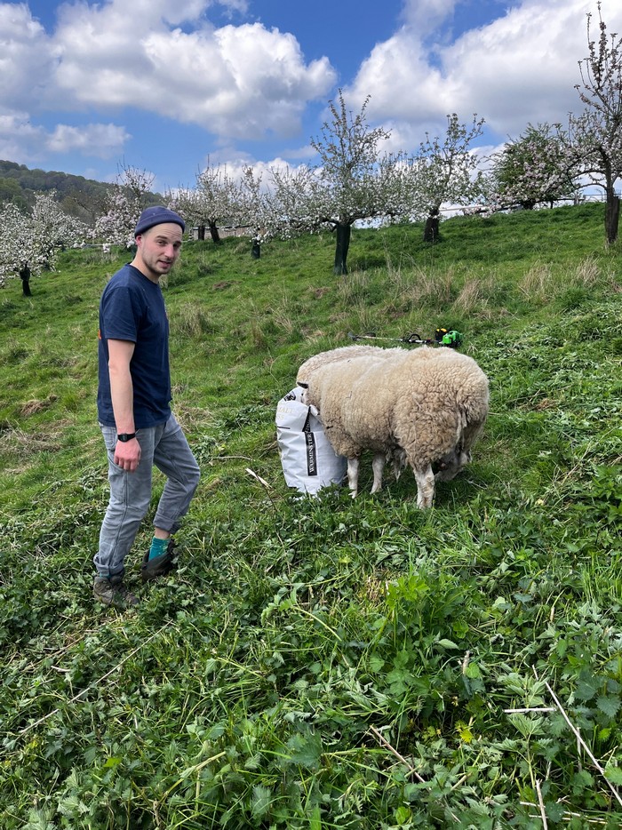 Stroud Arthur sheep