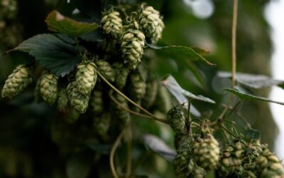 BarthHaas report offers insights into global brewing
