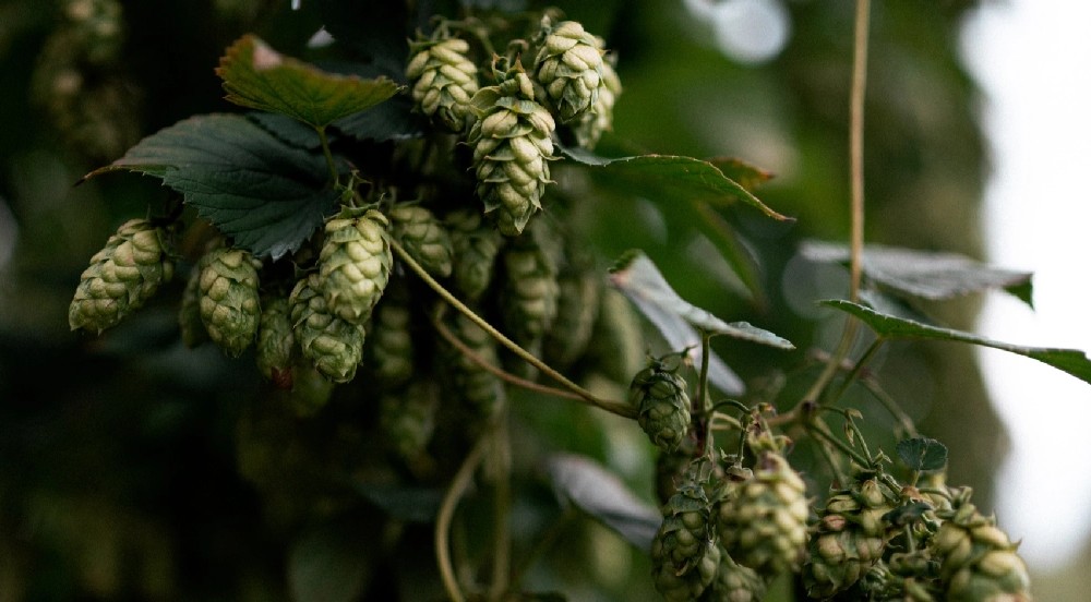 BarthHaas report offers insights into global brewing thumbnail