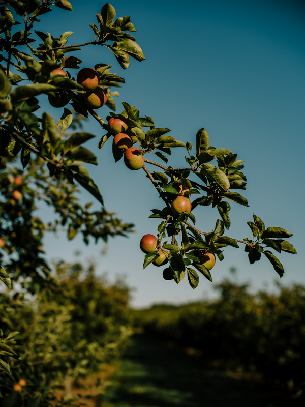 Showerings cider apples