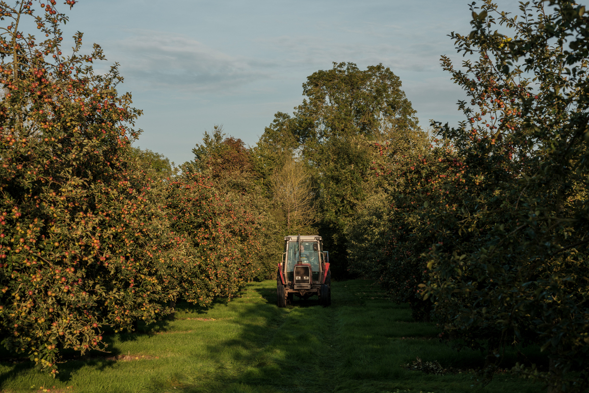 Cider-maker predicts a sweet apple harvest thumbnail