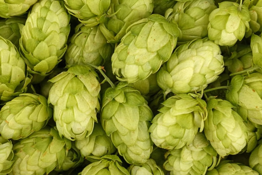 The UK hop industry takes on climate change challenges