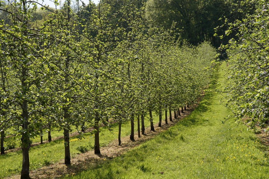 The success story that is British cider