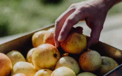 Let’s raise the juice content in cider and perry, says CAMRA